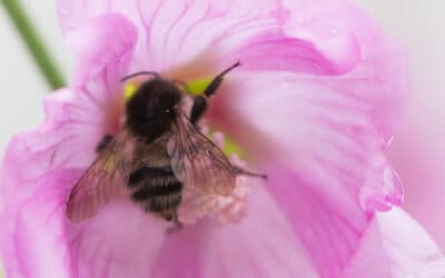 Happy International Bee Day!