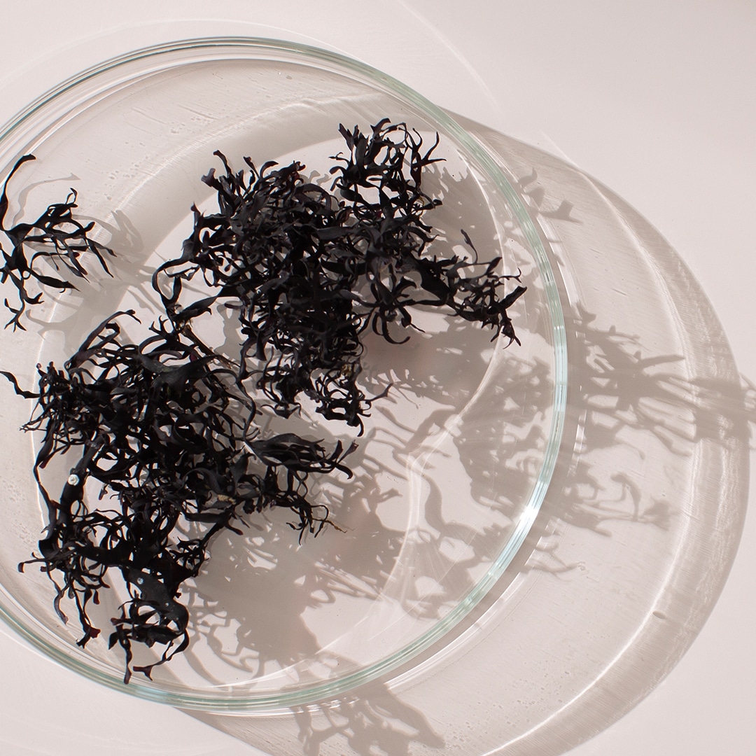 Seaweed on a petri-dish